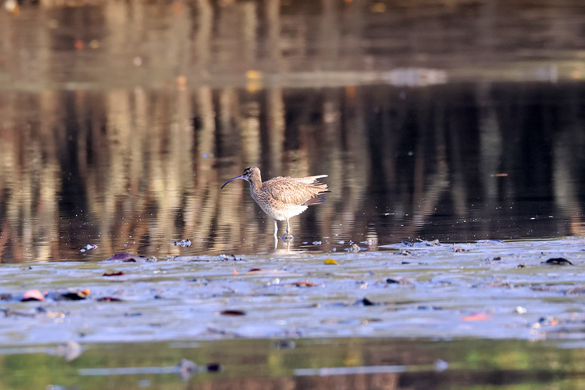Eurasian Whimbrel